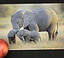 Фотографии и картины